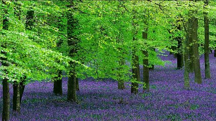 73 - Imágenes de relajación y música de paz total