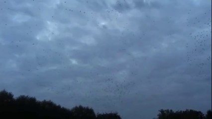Nuées de grues sur l'Arbre sec à Auxerre