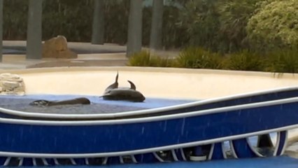 Dolphin stuck at SeaWorld Orlando FL