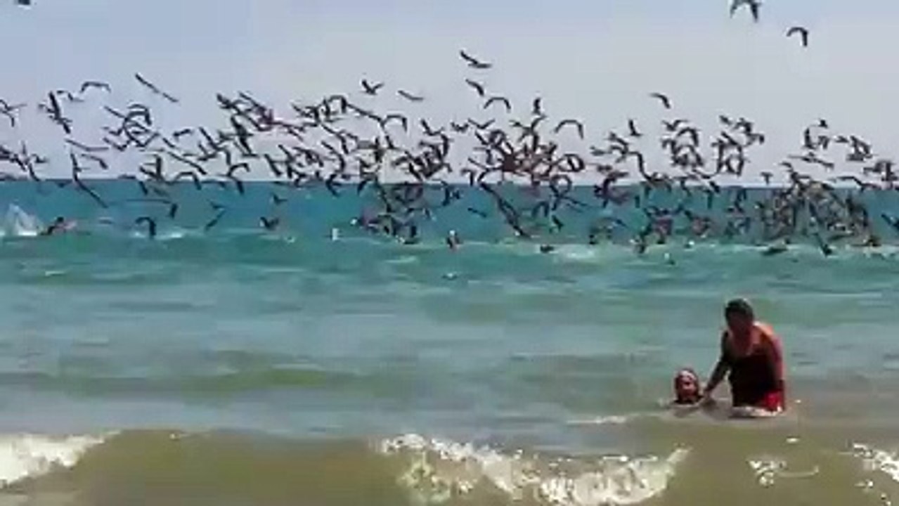 Kuşların deniz keyfi