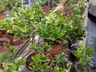 limon yediveren karadeniz mayer limonu  www.dailymotion.com/tr