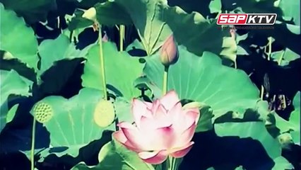 Ai Vô Xứ Nghệ Karaoke - Phạm Phương Thảo