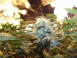 Growing Huge Flowers & Buds Only Using CFL Grow Lights!