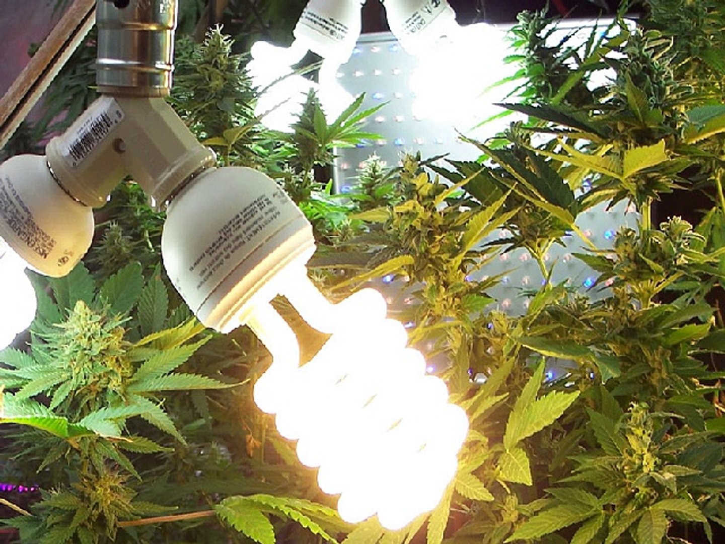 skat Pine udsultet ▻ Low Power Indoor CFL Grow Lights for Flowering! - video Dailymotion