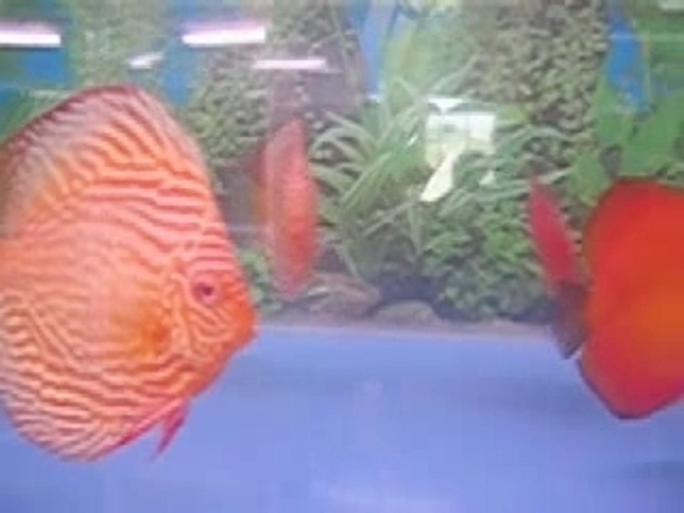 Albinos,rd,bk