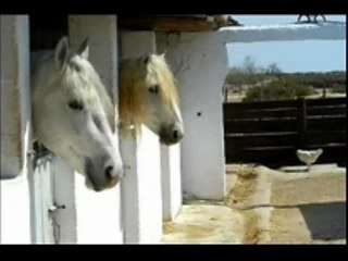 La Camargue est Belle