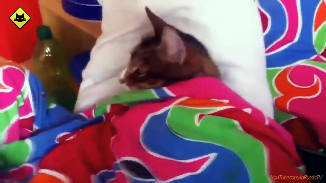 FUNNY VIDEOS_ Funny Cats - Funny Cat Videos - Funny Animals - Funny Fails - Funny Cats Sleeping