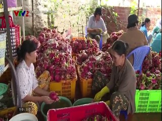 Quản lý bệnh đốm trắng trên cây Thanh long