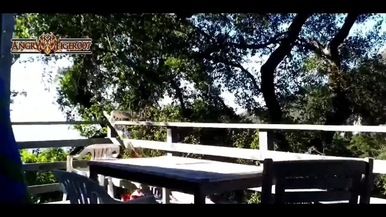 ANIMALS FUNNY VIDEO