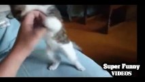 Funny Cats Compilation - Funny Cats Video [Cute Cats Compilation]