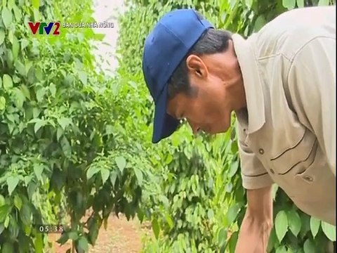 Phòng bệnh chết nhanh trên cây tiêu bằng chế phẩm sinh học Pseudomonas