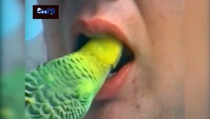 Funny Animal Fail Compilation May 2014