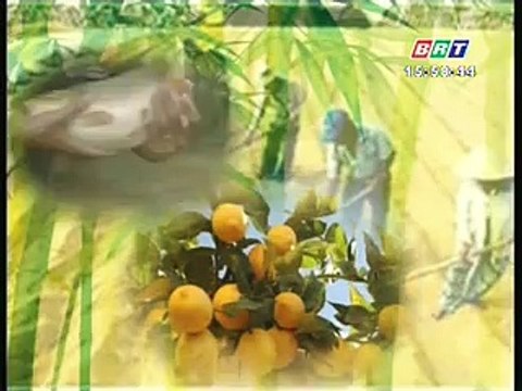 Phòng trừ bệnh trên cây khoai mỳ trong mùa mưa