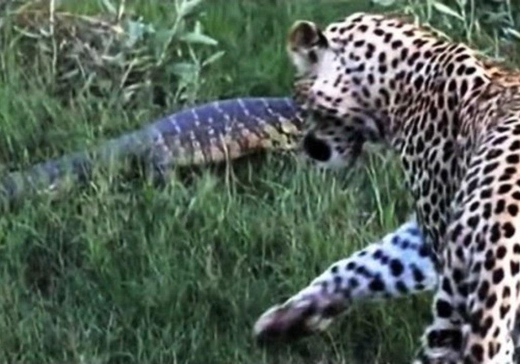 Sneaky Lizard Smacks Leopard With Its Tail