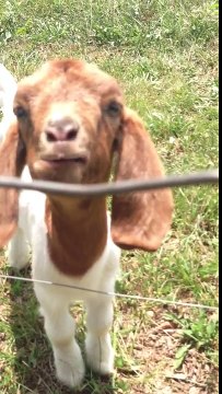 So funny Goat says what