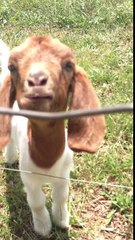 So funny Goat says what