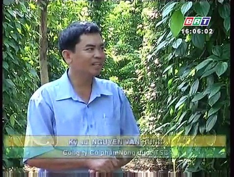 Phòng trừ sâu bệnh hại tiêu giai đoạn nuôi trái