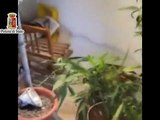 Carini (PA) - Piante marijuana e pedopornografia per una giovane coppia (30.10.14)