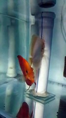 red dıamond snow dıamond cıftım