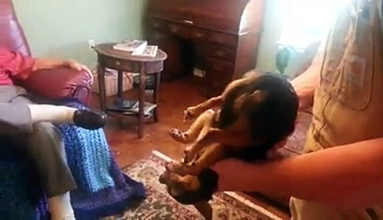 Un chien fait le mort dans les bras d'un homme ! avoir