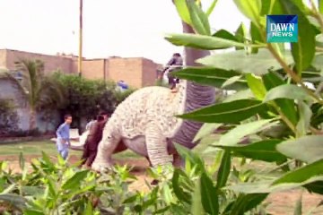Children's views about Cyclone Nilofar