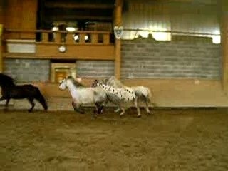 LES POON'S EN LIBERTEE