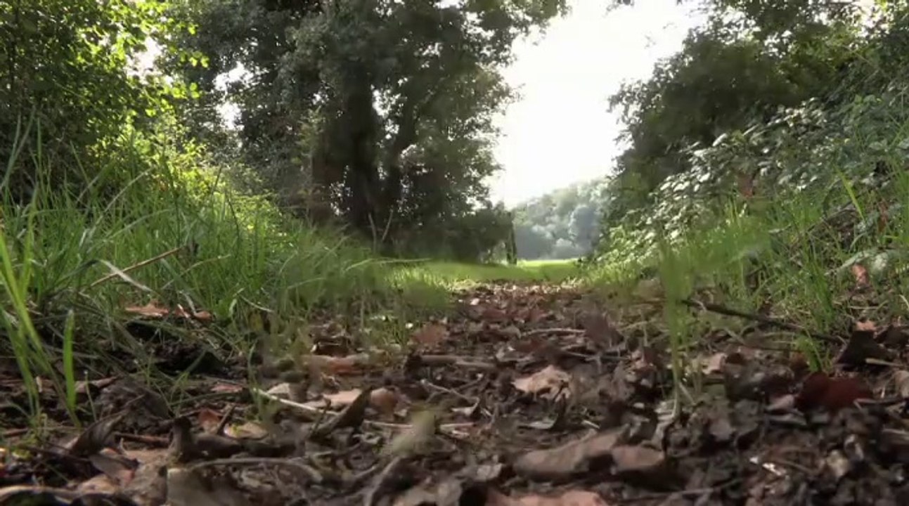 En Chemin - l'Hirondelle par Marc Giraud