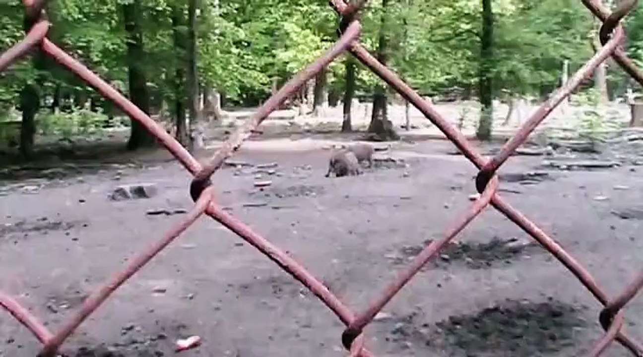 Auf großer Tour durch Köln Leidenhausen
