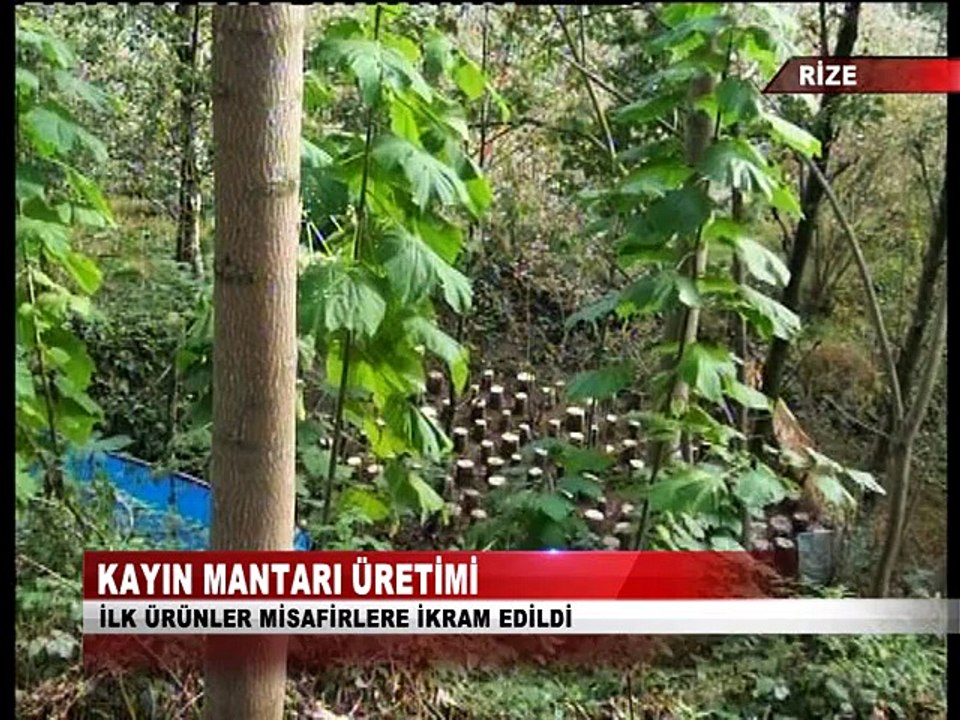 Ardeşen Kayın Mantarı