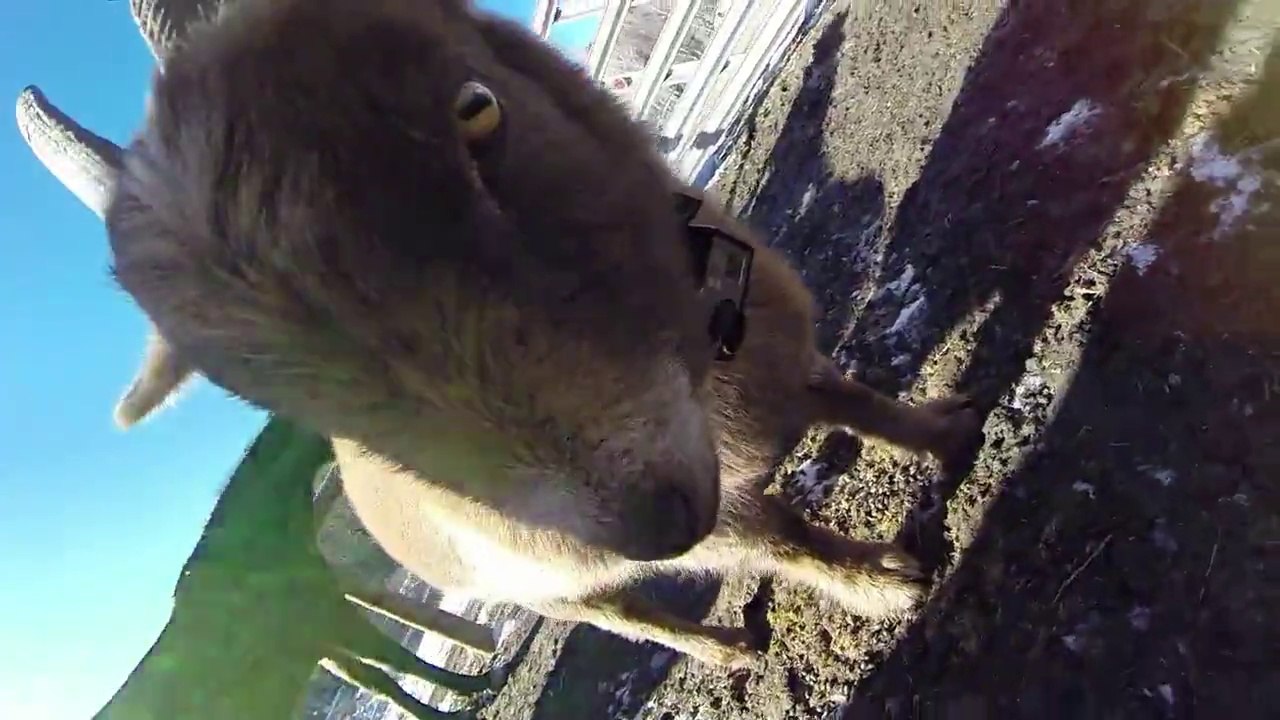 Crazy Goat looks like the Devil : Evil Goat