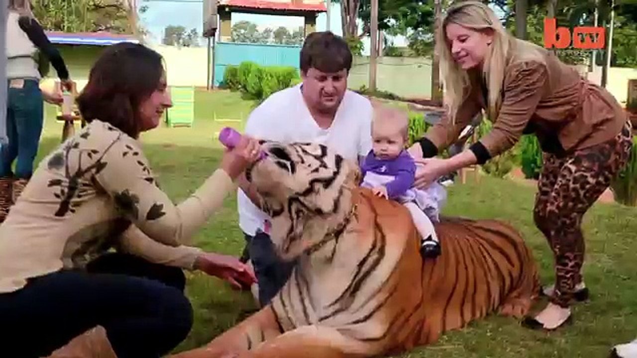 Des tigres comme animaux de compagnie