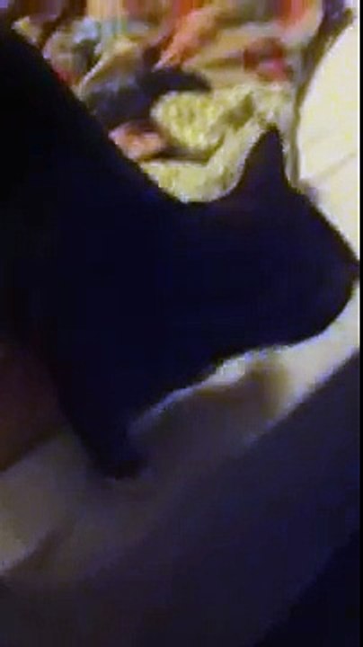 George, le chat qui dit bonjour