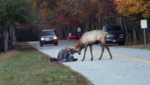 Face à face entre un cerf d'Amérique du Nord et un photographe