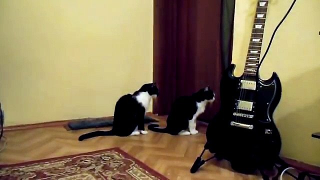 Un chat présente ses excuses à un autre chat
