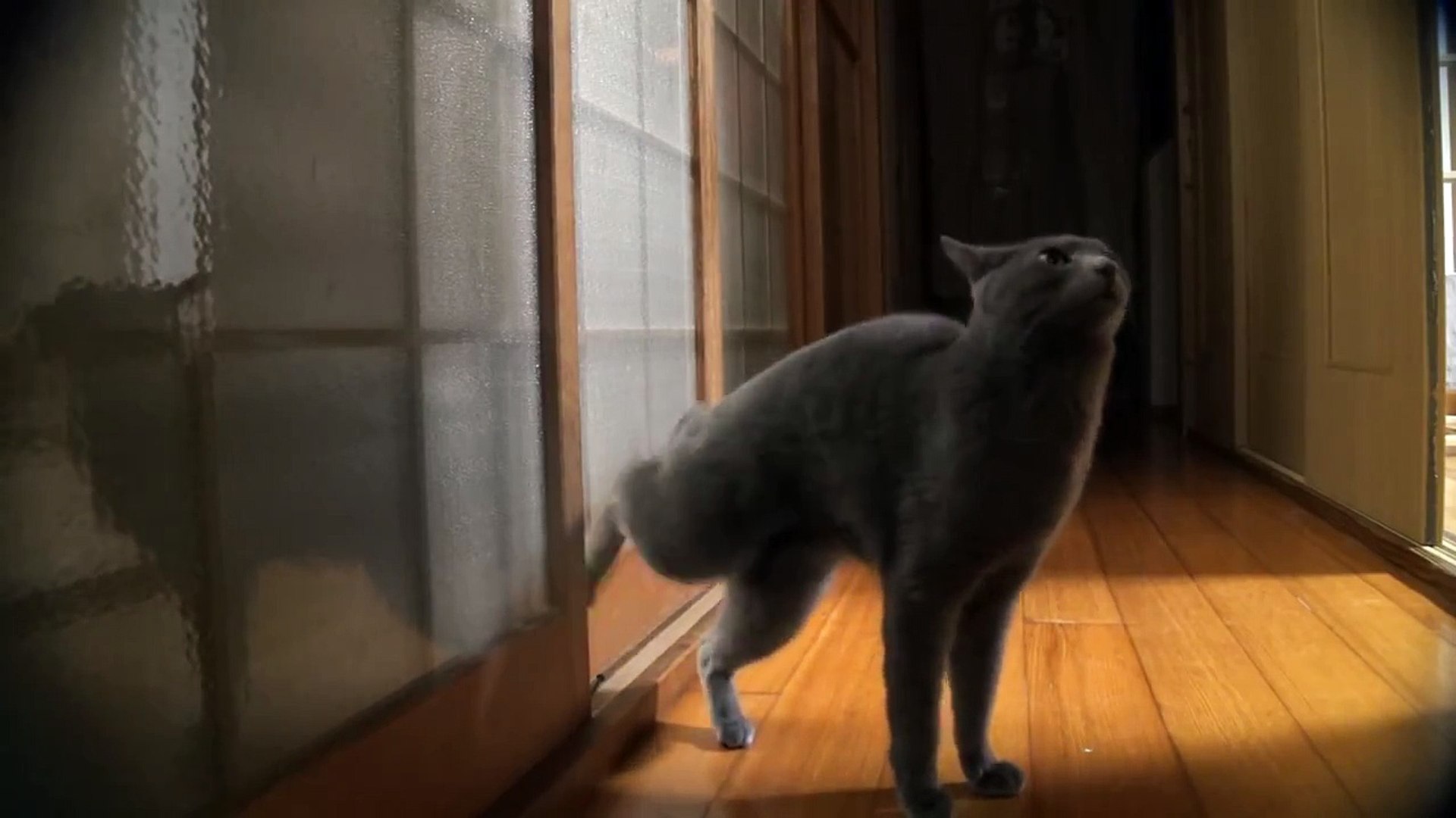 Un chat toque pour qu'on lui ouvre la porte - Vidéo Dailymotion