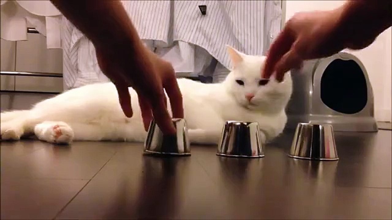 Un chat doué de pouvoirs magiques ?