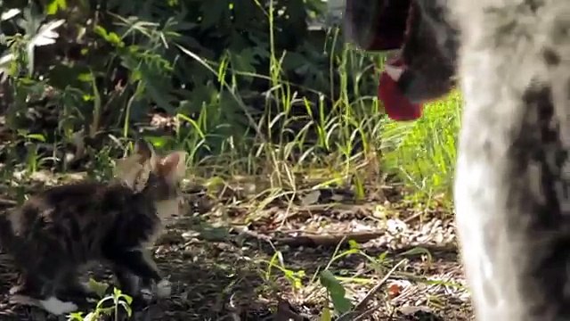 Un chien prend soin d'un chaton handicapé