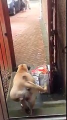 Ce chien porte vos courses