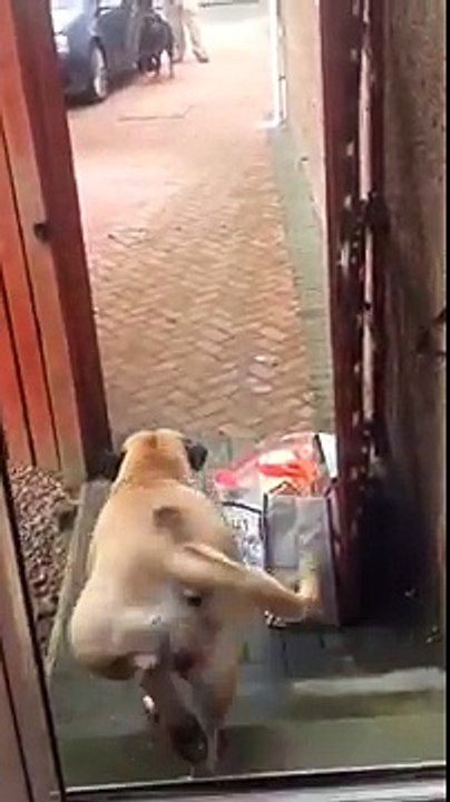 Ce chien porte vos courses