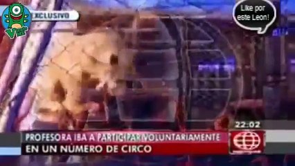 Une institutrice violemment attaquée par une lionne en plein spectacle