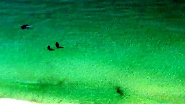 Un requin marteau à quelques mètres de deux vacanciers