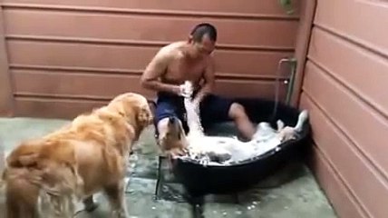 Ce chien prend son pied dans son bain