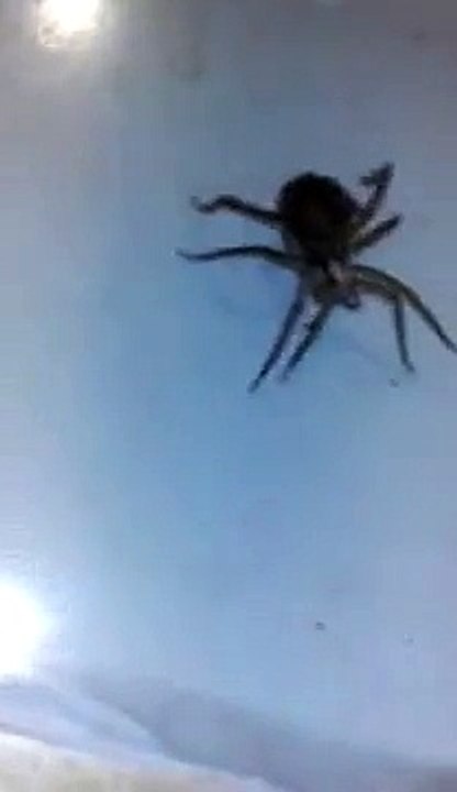 Une araignée-loup se promène avec ses petits