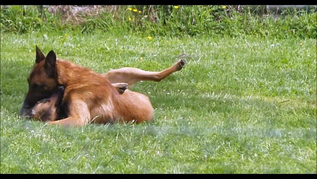 Jork des derniers centurions