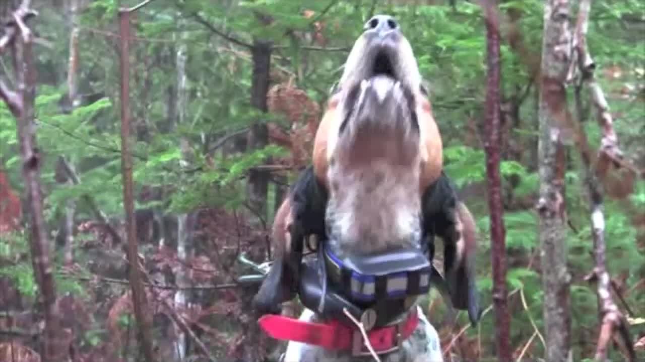 The Houndsman's Perspective