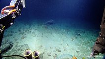 Deep Sea Vessel Spots 'Ghost Shark'