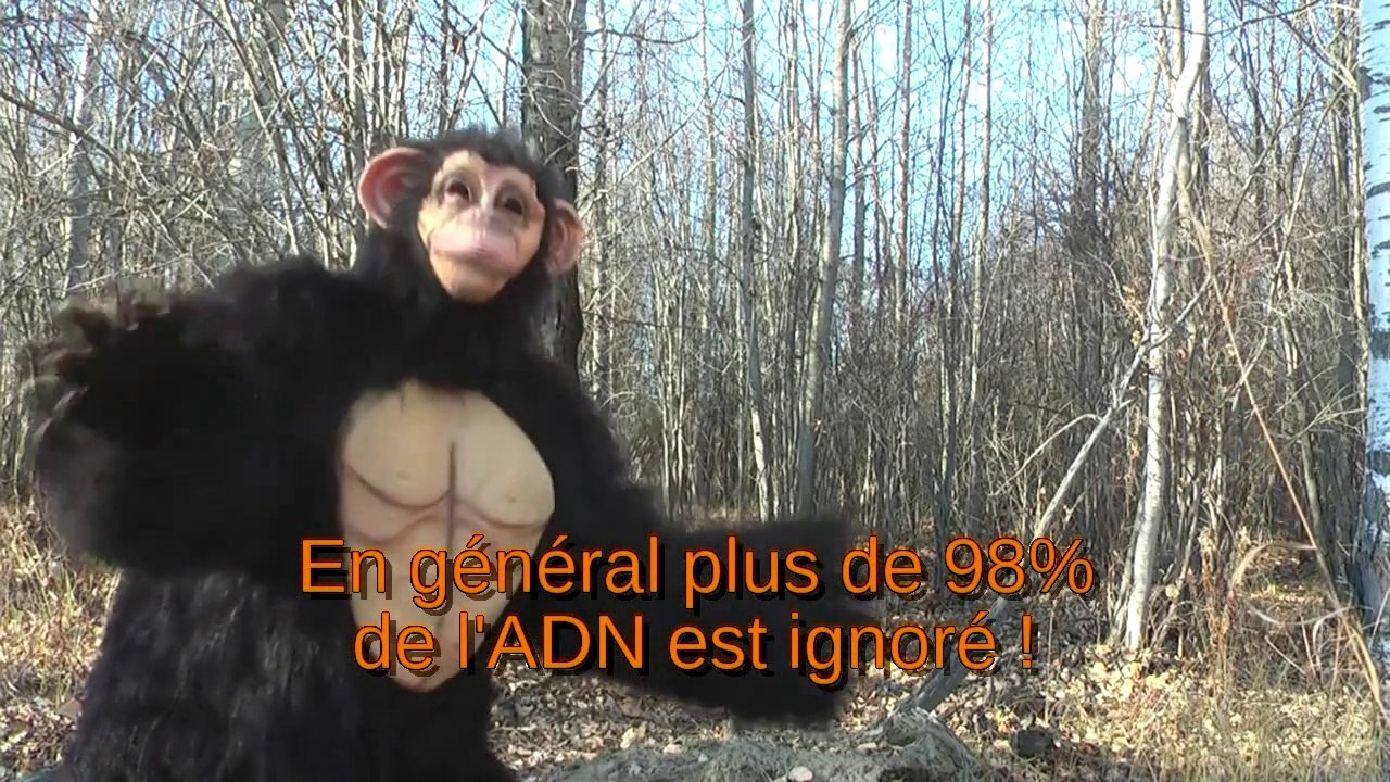 L'ADN du chimpanzé est-il si semblable à celui de l'homme ? - Ian Juby
