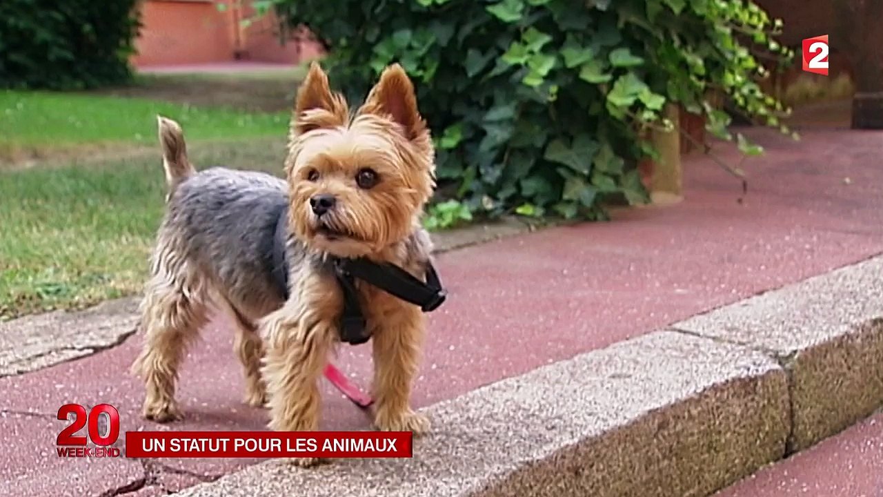 Désormais, un chien n’est plus une chaise