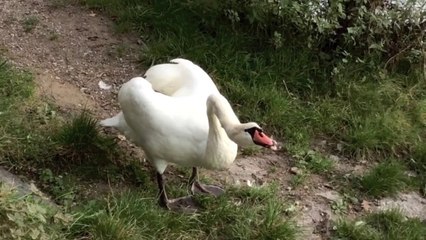 Rhine River, a medieval town in the Blackforest with a bevy of Swans.