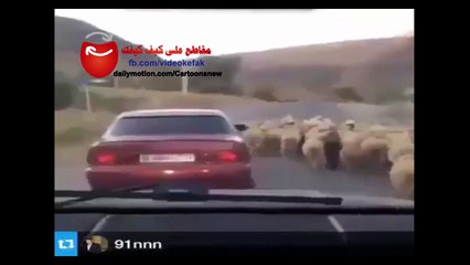 اذكى طريقة لسرقة الخواريف التي تسير بالشارع !! مقطع مضحك جدا